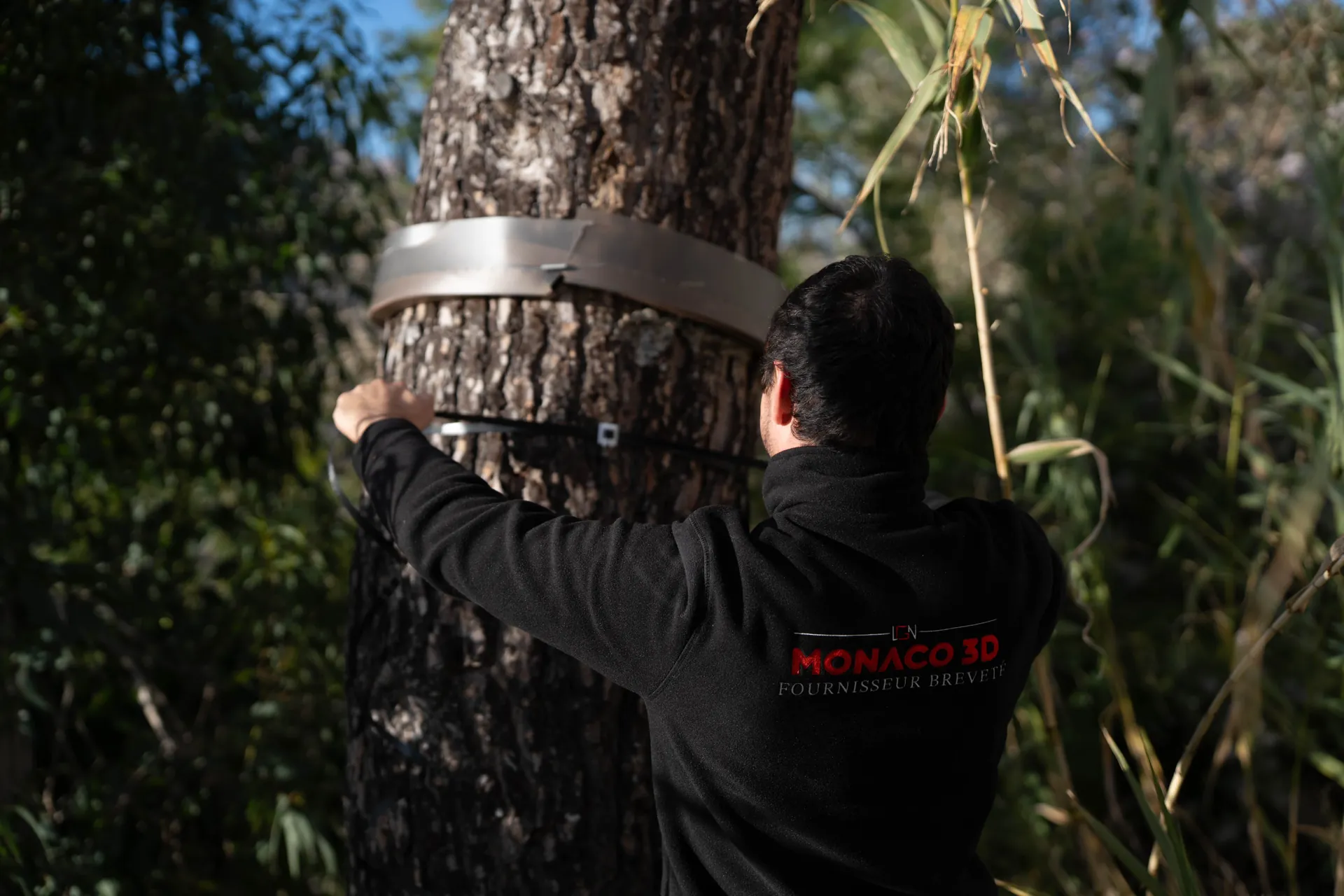 Technicien Monaco 3D installant un piège sur un arbre contre les chenilles processionnaires